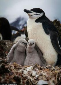 企鹅岛 Penguin Island