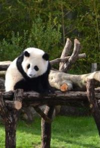 熊猫日本首次公开  不为人知的大作战