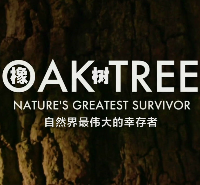 橡树：自然界最伟大的幸存者  Oak Tree: Nature's Greatest Survivor的海报