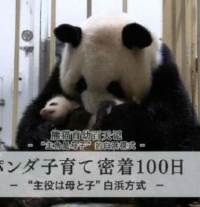 熊猫育幼百天记 “主角是母子”的白浜模