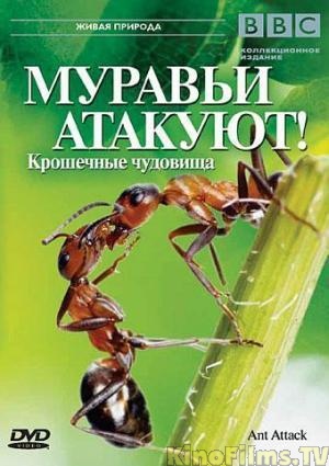 自然世界：蚂蚁攻击 Natural World: Ant Attack \ 蚂蚁入侵的海报