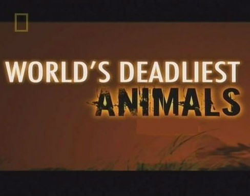 世界致命动物系列 全集 World's Deadliest Animals的海报