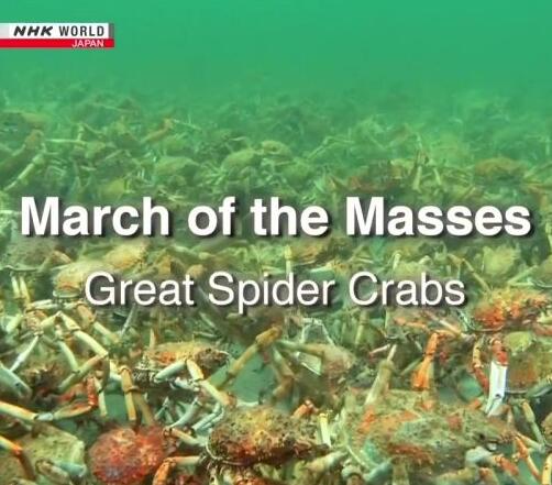 蜘蛛蟹军团 March of the Masses: Great Spider Crabs的海报