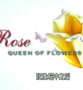 玫瑰—花中之后 Rose: queen of flowers