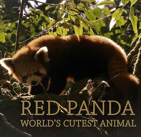 最萌小熊猫 Red Panda: World's Cutest Animal的海报