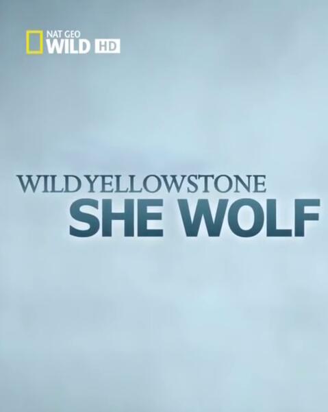 黄石公园的母狼王 Wild Yellowstone: She Wolf的海报