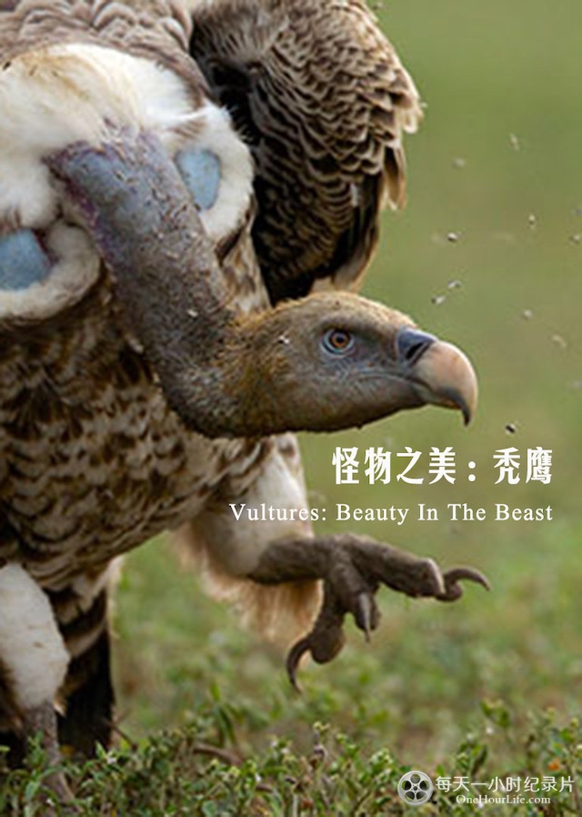 秃鹫：野兽之美 Vultures Beauty in the Beast的海报