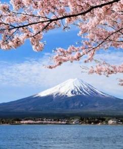 樱花树之恋 日本人和樱花的故事