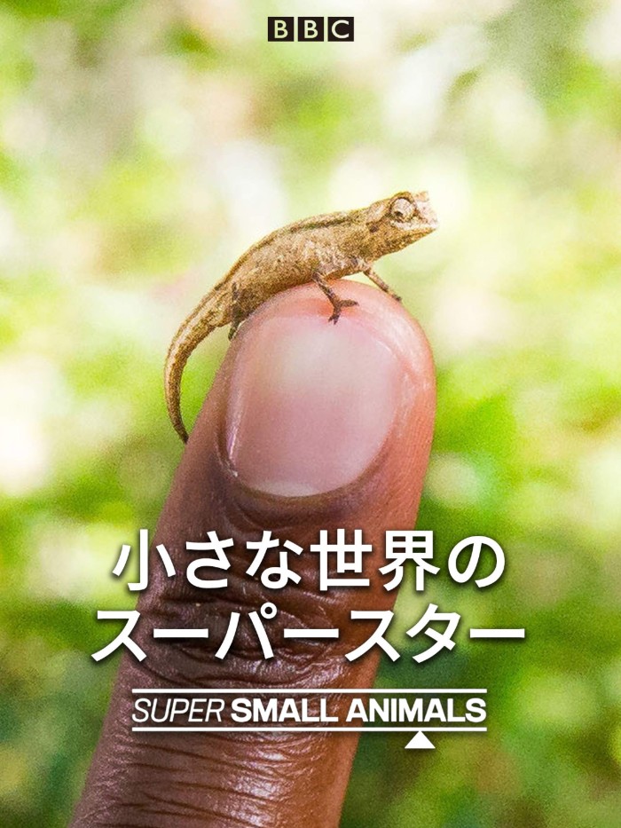 袖珍动物 Super Small Animals / 迷你动物奇兵的海报