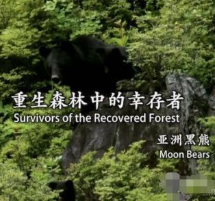 重生森林中的幸存者——亚洲黑熊 重生森林中的幸存者——亚洲黑熊