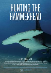 探秘无沟双髻鲨 Hunting the Hammerhead