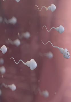 精子危机 The Sperm Crisis / 亲爱的,虫虫不见了的海报