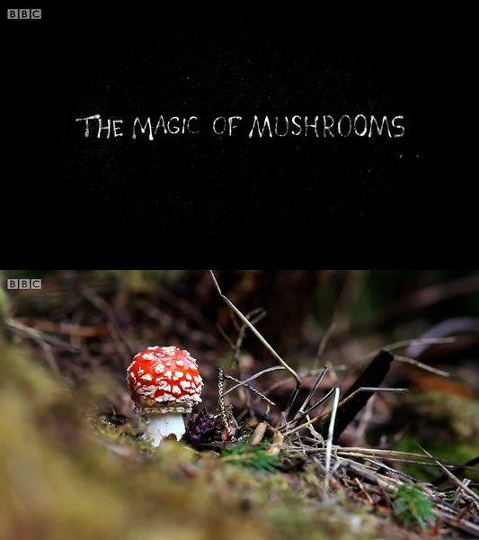 魔力蘑菇 The Magic of Mushrooms的海报