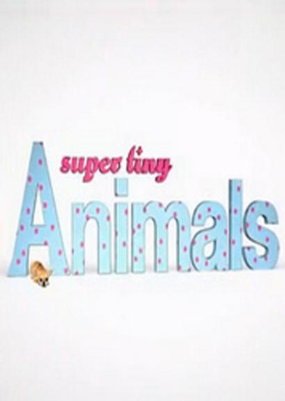 微型萌宠大本营 Super Tiny Animals的海报