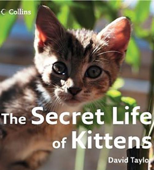 小喵的秘密 The Secret Life of Kittens的海报