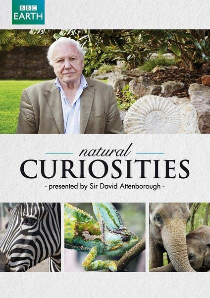 自然趣闻 第一季 David Attenborough's Natural Curiosities Season 1 / 奇妙大自然 的海报