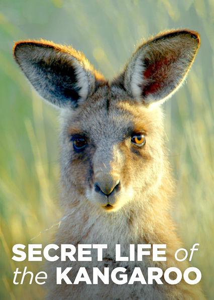 袋鼠的秘密生活 第一季 Secret Life of the Kangaroo的海报