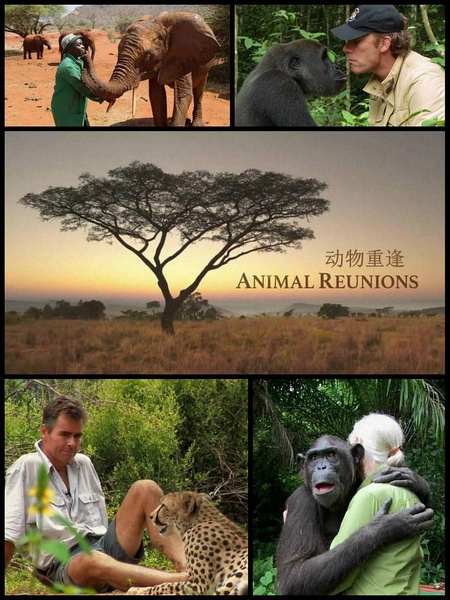 动物重逢 Nature: Animal Reunions的海报