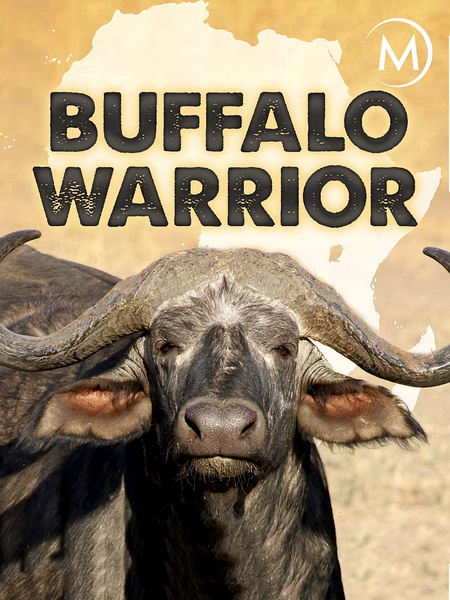 水牛战士 Buffalo Warrior的海报