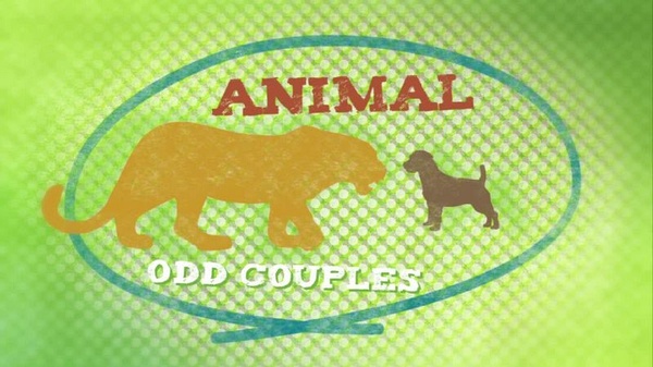 奇特的动物伙伴 Animal Odd Couples的海报