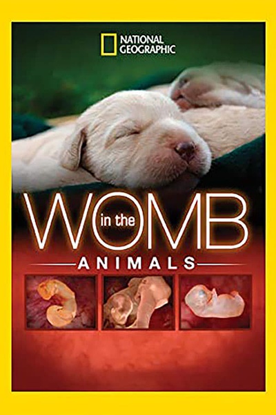 子宫日记：动物篇 Animals in the Womb的海报