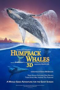 座头鲸 Humpback Whales