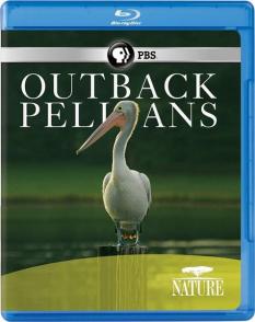 内地鹈鹕 Outback Pelicans