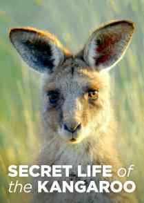 袋鼠的秘密生活 第一季 Secret Life of the Kangaroo