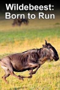 角马——天生的跑者 Born to Run