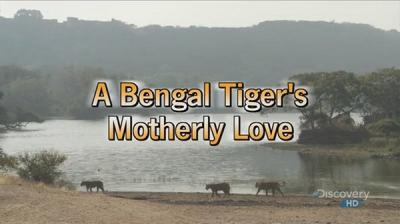 孟加拉虎的母爱 A Bengal Tiger's Motherly Love