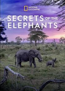 大象的秘密 Secrets of the Elephants