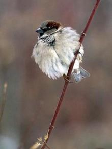 星球上的麻雀 Planet Sparrow