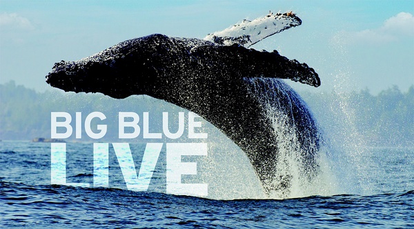 深蓝海洋 Big Blue Live的海报