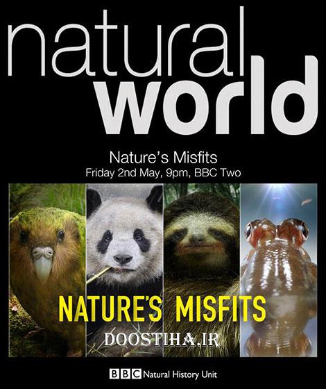 大自然里的奇怪动物 Nature's Misfits的海报