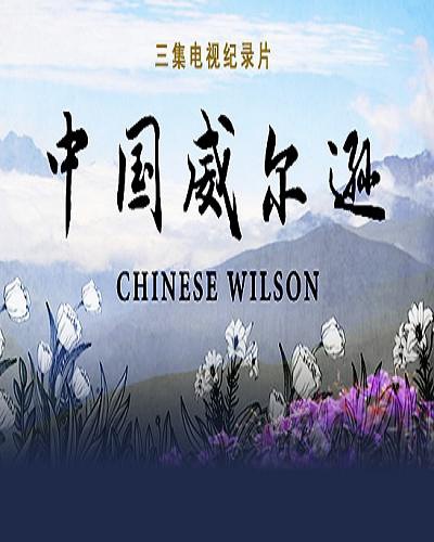 中国威尔逊 Chinese Wilson的海报