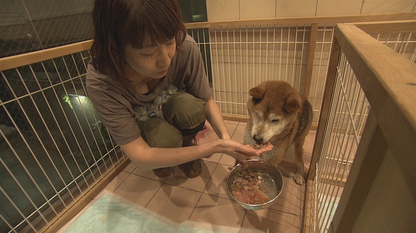 纪实72小时 大城市里动物的庇护所  ドキュメント72時間 大都会 犬と猫のシェルターで的海报