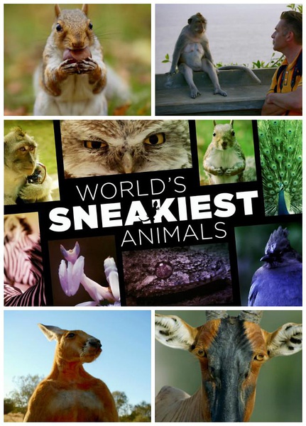 世界上最狡猾的动物 World's Sneakiest Animals的海报