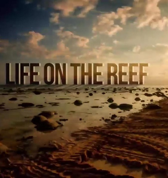 跃动大堡礁 第一季 Life on the Reef Season 1的海报