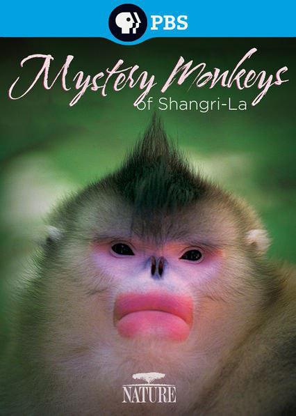 香格里拉神秘之猴 Mystery Monkeys of Shangri-La的海报