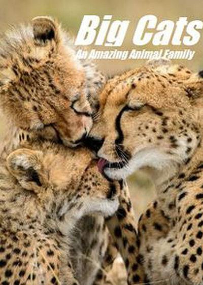 猫科动物：奇妙的动物家族 Big Cats: An Amazing Animal Family的海报