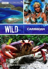 野性加勒比 Wild Caribbean