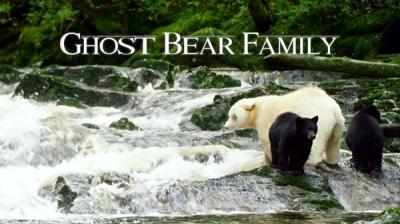 灵熊一家 Spirit Bear Family