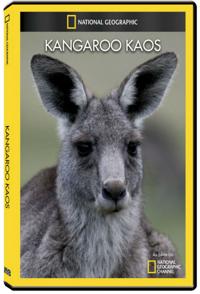 袋鼠骚动 Kangaroo Kaos的海报