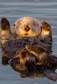 海獭的百万宝宝 Sea Otters: A Million Dollar Baby的海报