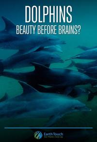 海豚的美丽与智慧 Dolphins: Beauty Before Brains的海报
