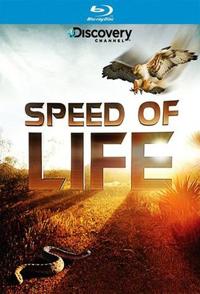 生命的速度 Speed of Life的海报