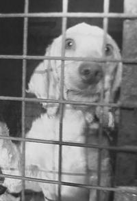 英国宠物狗交易揭秘 Britain's Puppy Dealers Exposed的海报