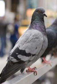 鸽子的秘密生活 The Secret Life of Pigeons的海报
