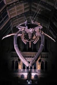伦敦自然历史博物馆：恐龙迪皮与蓝鲸  Dippy and the Whale的海报