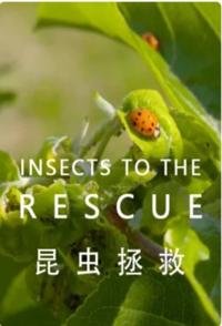 昆虫拯救 INSECTS TO THE RESCUE！的海报